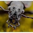 Lederlaufkäfer (Carabus coriaceus)