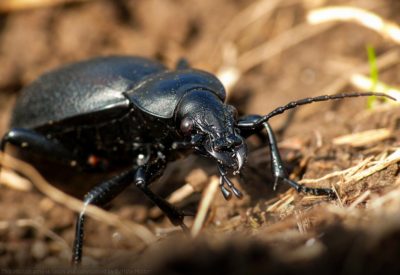 https://img.fotocommunity.com/lederlaufkaefer-carabus-coriaceus-cc59fb63-ef2b-46af-8270-4695073e541c.jpg?height=1080