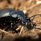 Lederlaufkäfer (Carabus coriaceus) 