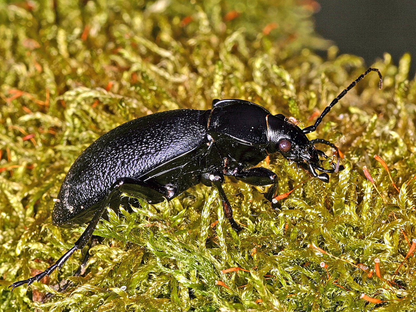 Lederlaufkäfer (Carabus coriaceus)....