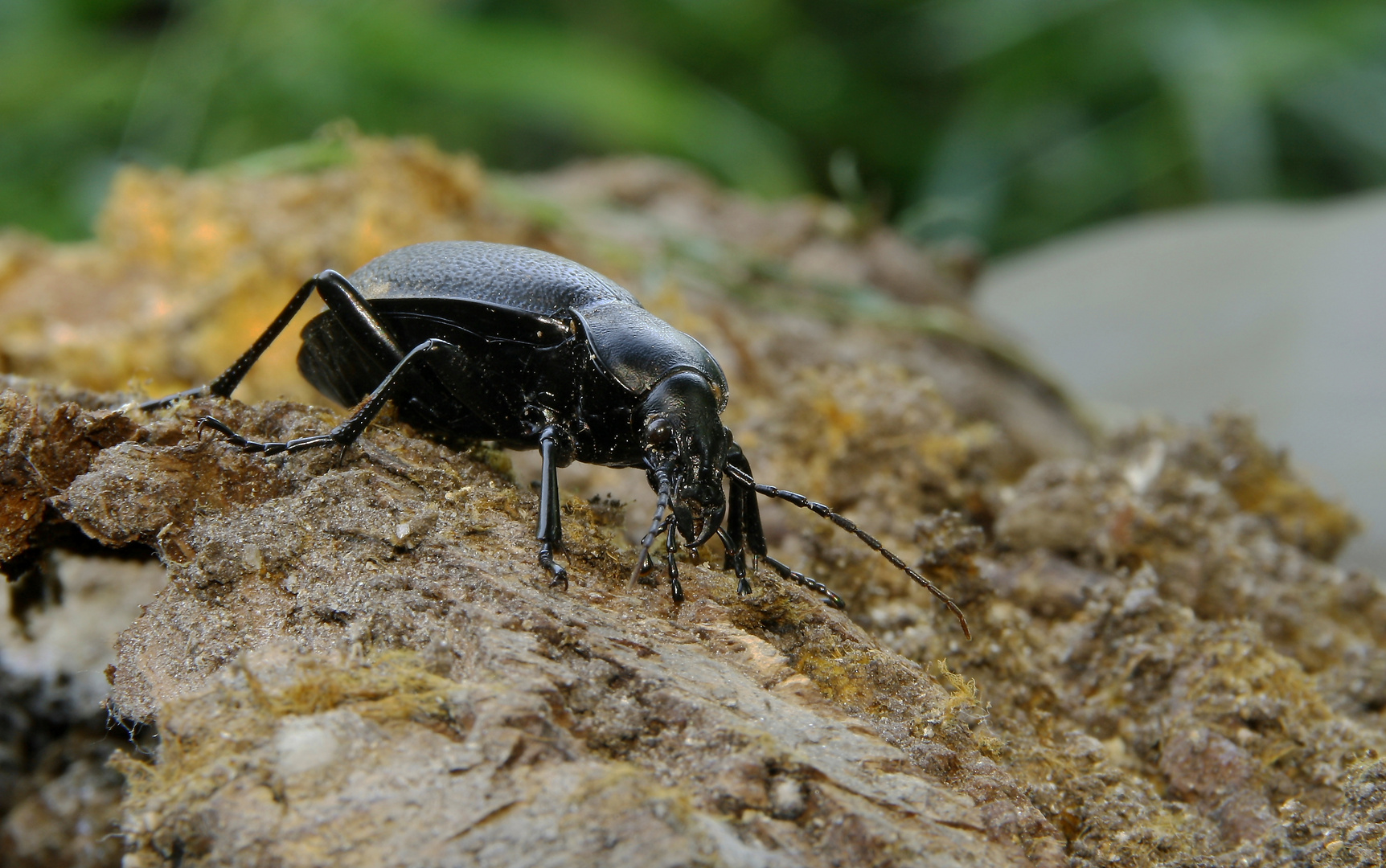 Lederlaufkäfer (Carabus coriaceus)