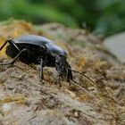 Lederlaufkäfer (Carabus coriaceus)