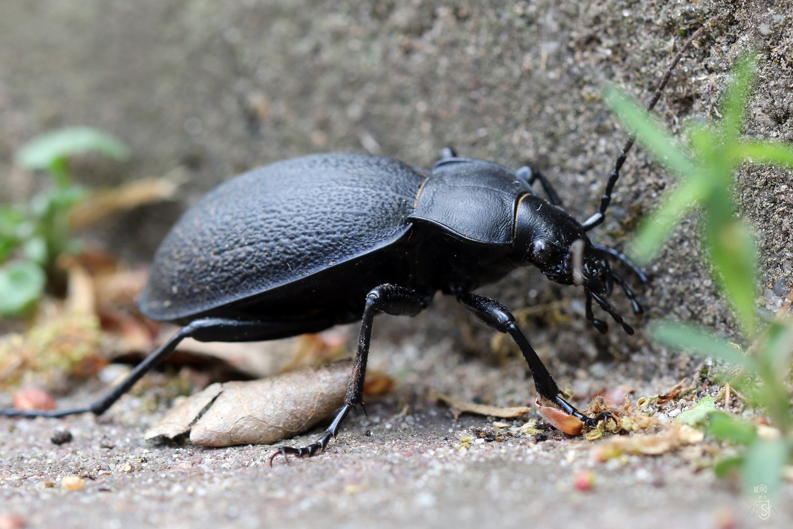 Lederlaufkäfer