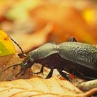 Lederlaufkäfer - überraschende Begegnung im Wald