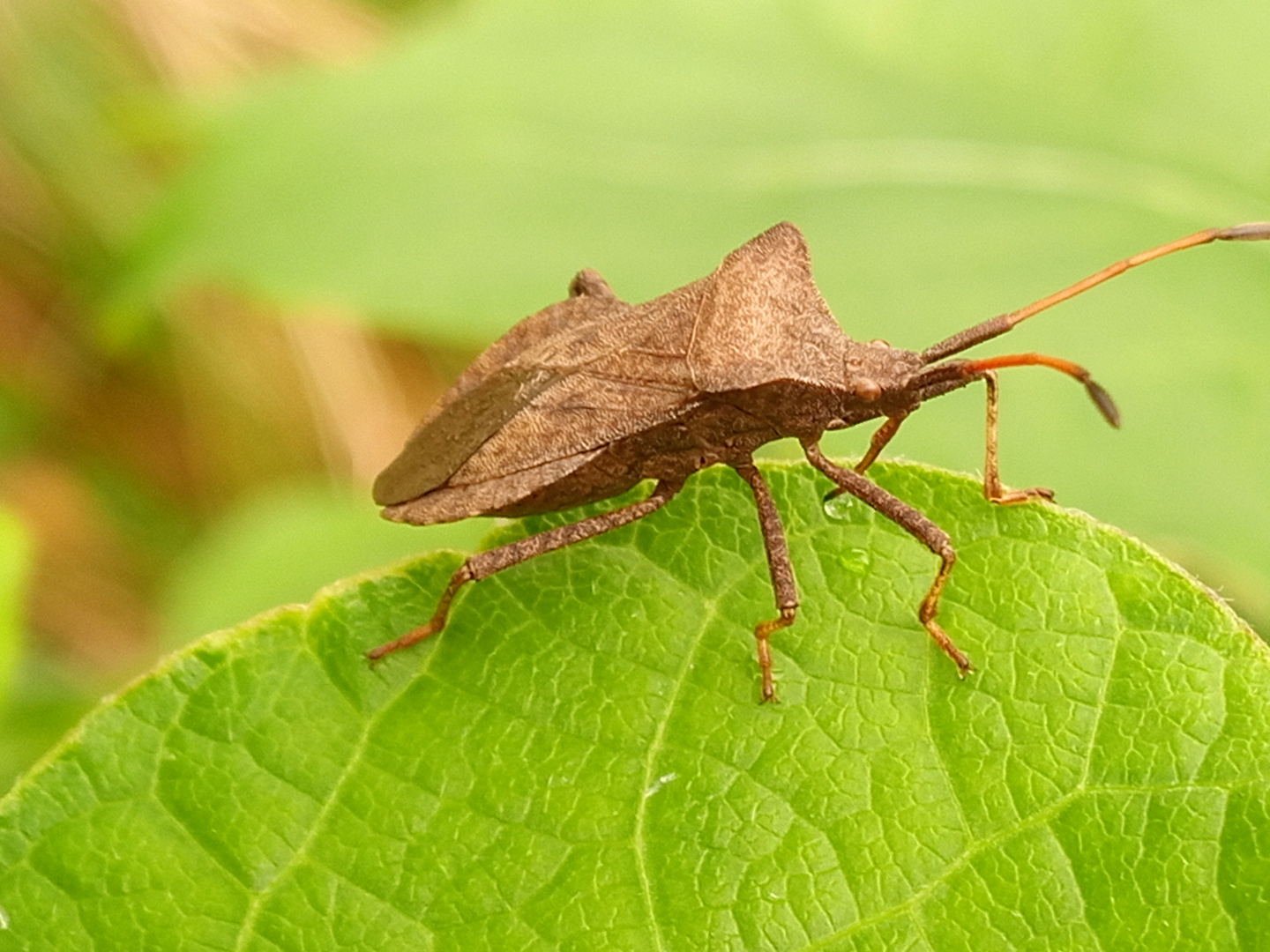 Lederwanze am Tautropfen 