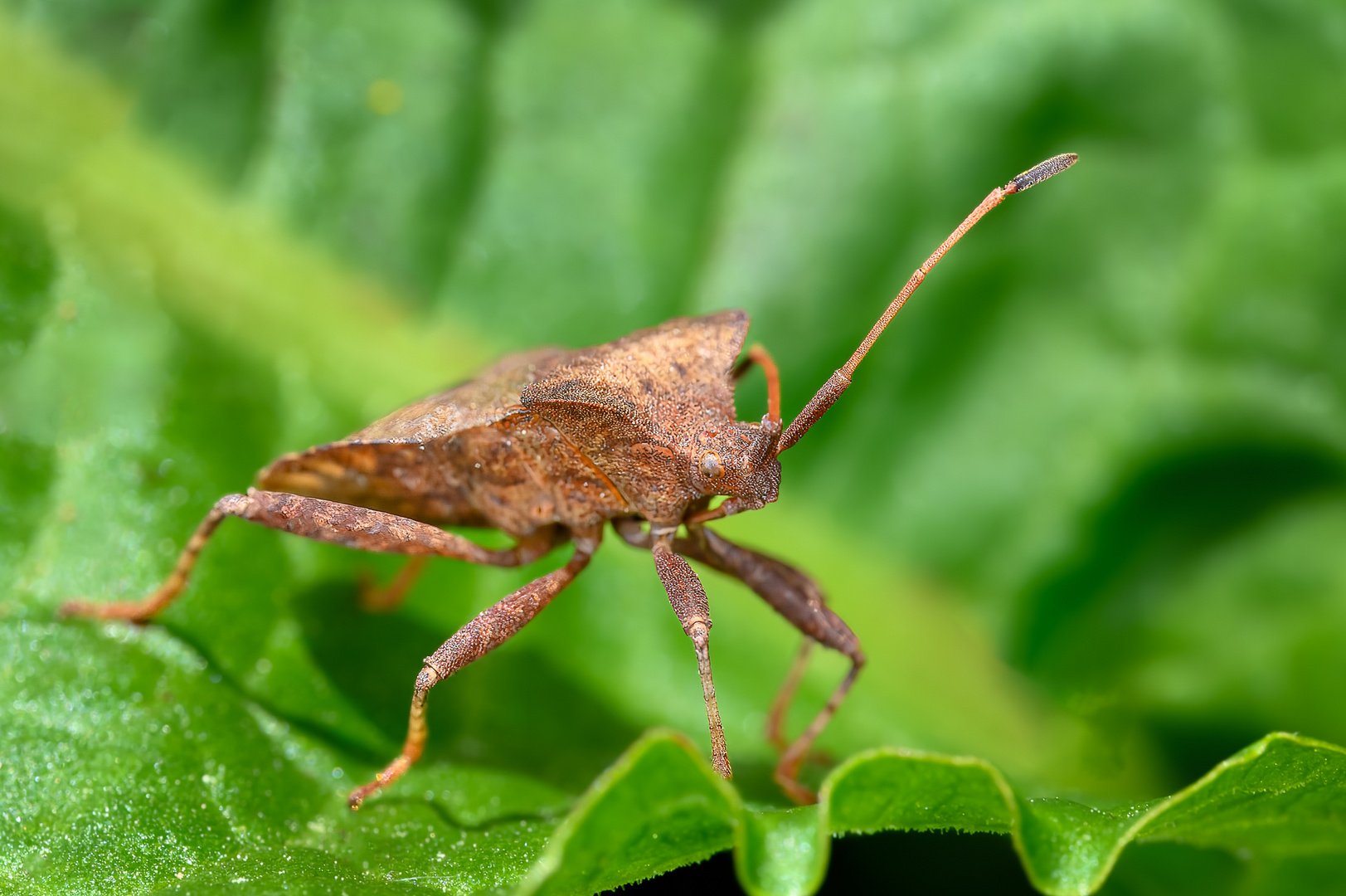 Lederwanze auf einem Blatt