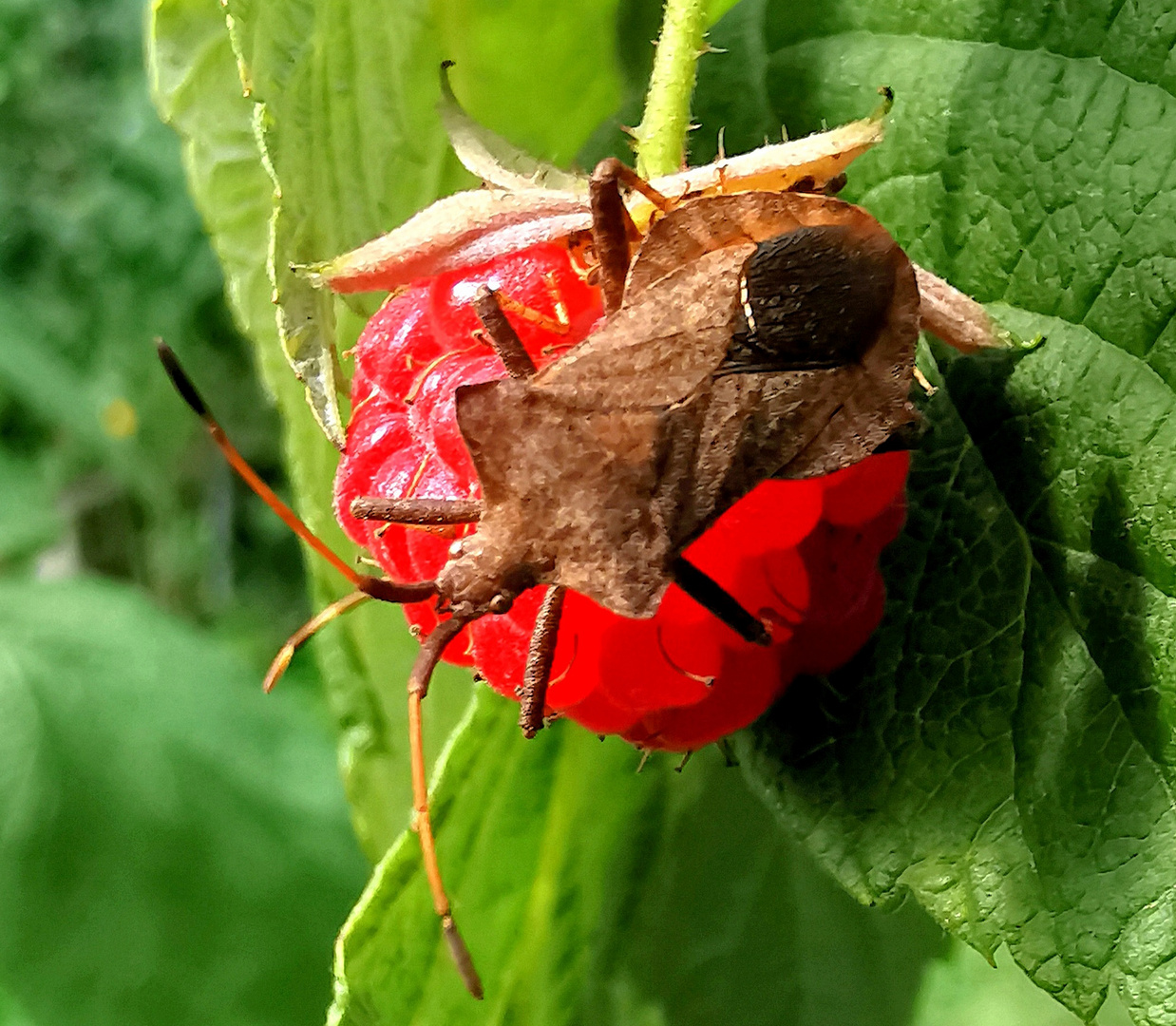 Lederwanze auf einer Himbeere