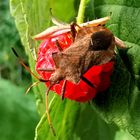 Lederwanze auf einer Himbeere