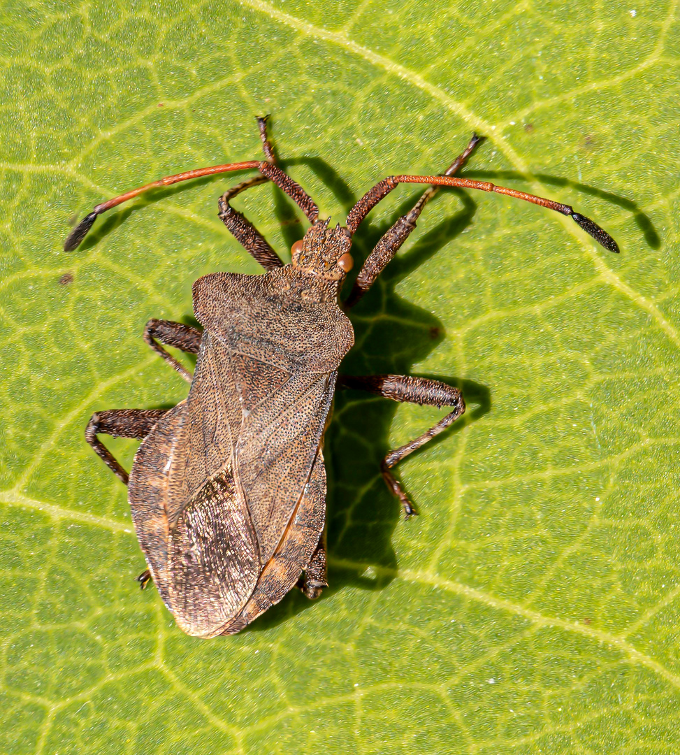 Lederwanze (Coreidae)