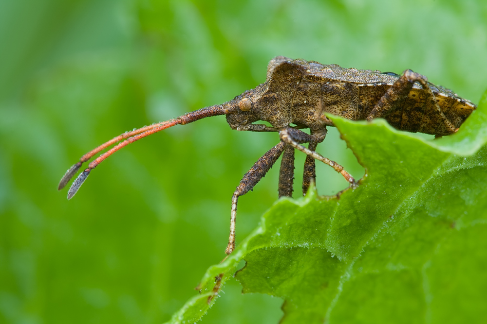 Lederwanze (Coreus marginatus)