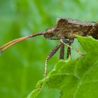 Lederwanze (Coreus marginatus)