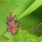 Lederwanze (Coreus marginatus).