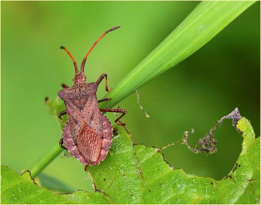 Lederwanze (Coreus marginatus).