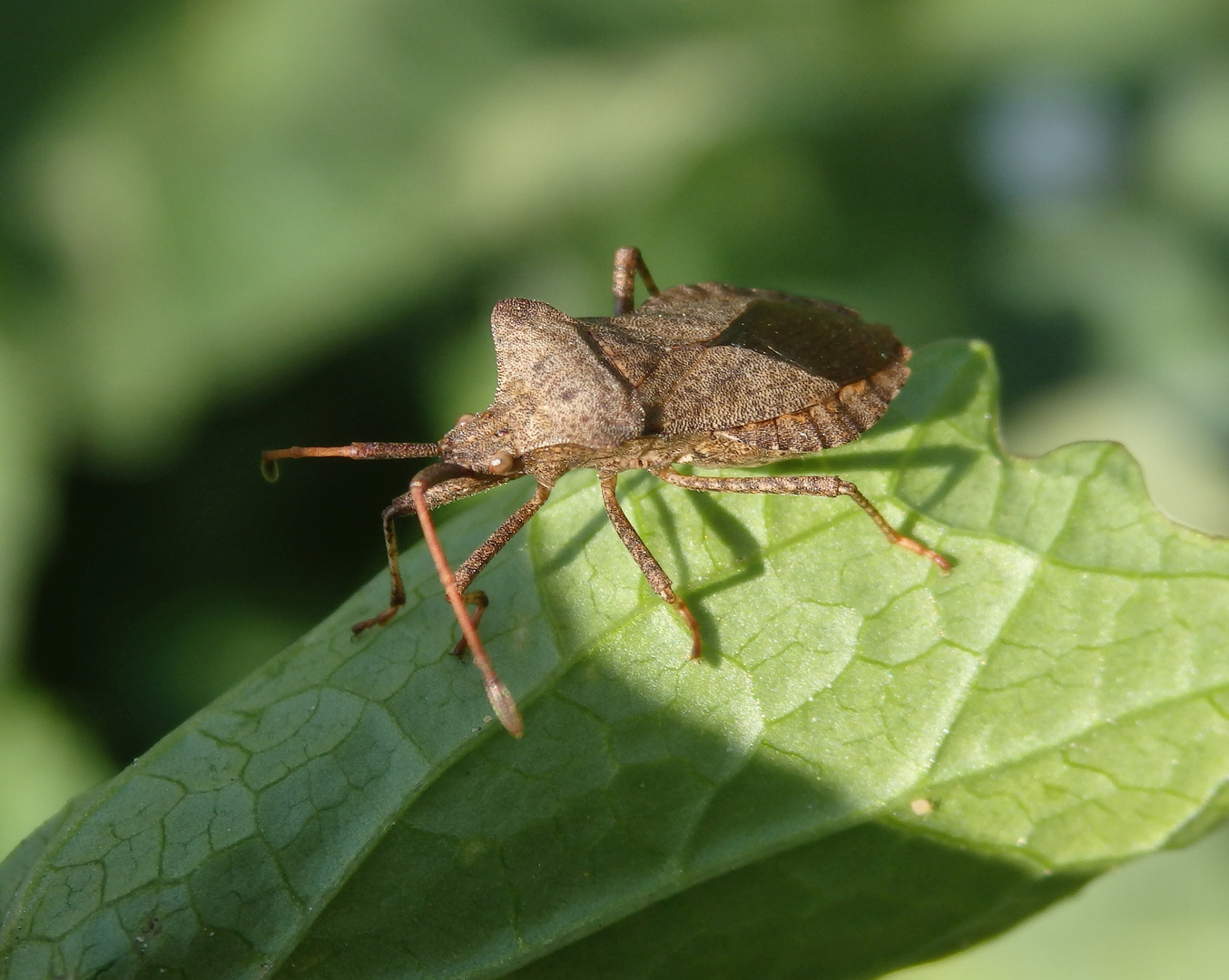 Lederwanze (Coreus marginatus)