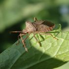 Lederwanze (Coreus marginatus)