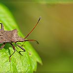 Lederwanze   Coreus marginatus 1