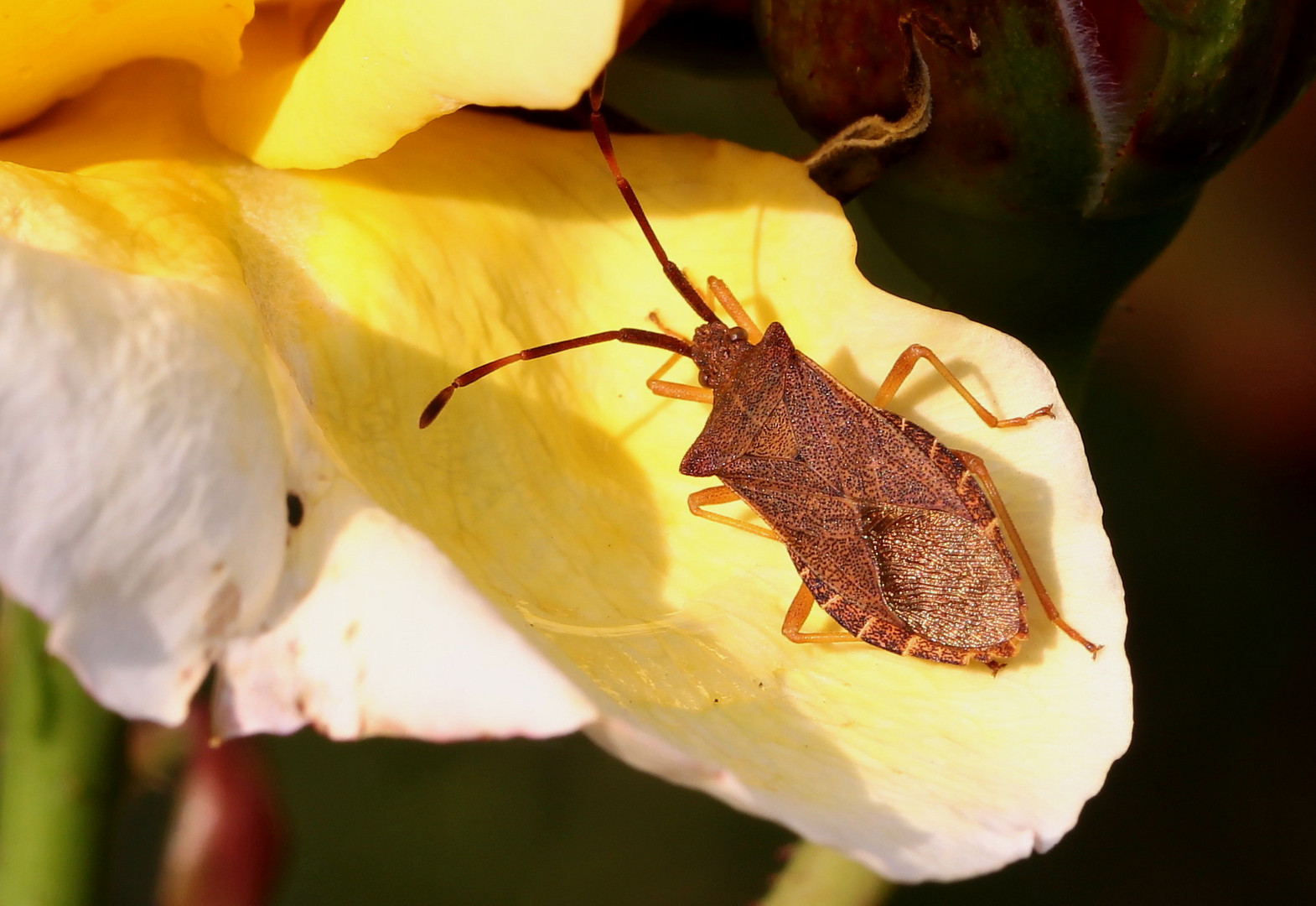 "Lederwanze" (Coreus marginatus)... 