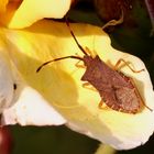 "Lederwanze" (Coreus marginatus)... 