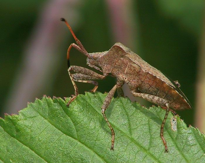 Lederwanze (Coreus marginatus)