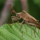 Lederwanze (Coreus marginatus)