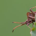 Lederwanze (Coreus marginatus)