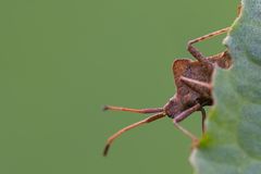 Lederwanze (Coreus marginatus)