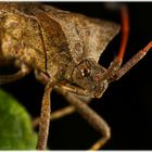 Lederwanze (Coreus marginatus)