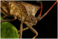 Lederwanze (Coreus marginatus)