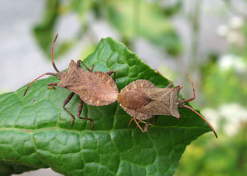 Lederwanze Coreus marginatus