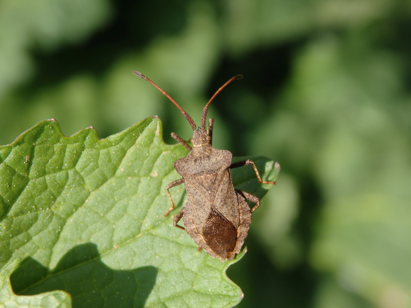 Lederwanze (Coreus marginatus)