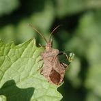 Lederwanze (Coreus marginatus)