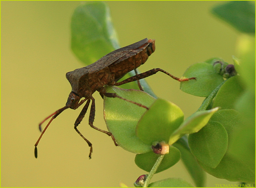 Lederwanze (Coreus marginatus)