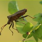 Lederwanze (Coreus marginatus)