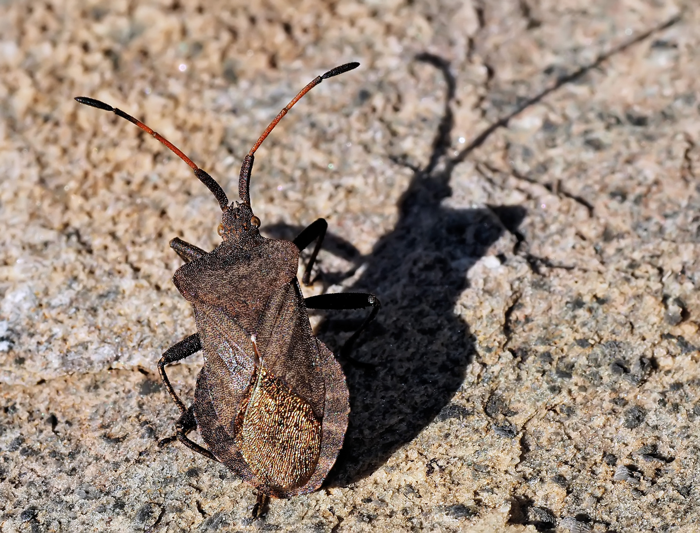 Lederwanze (Coreus marginatus) *