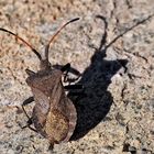 Lederwanze (Coreus marginatus) *