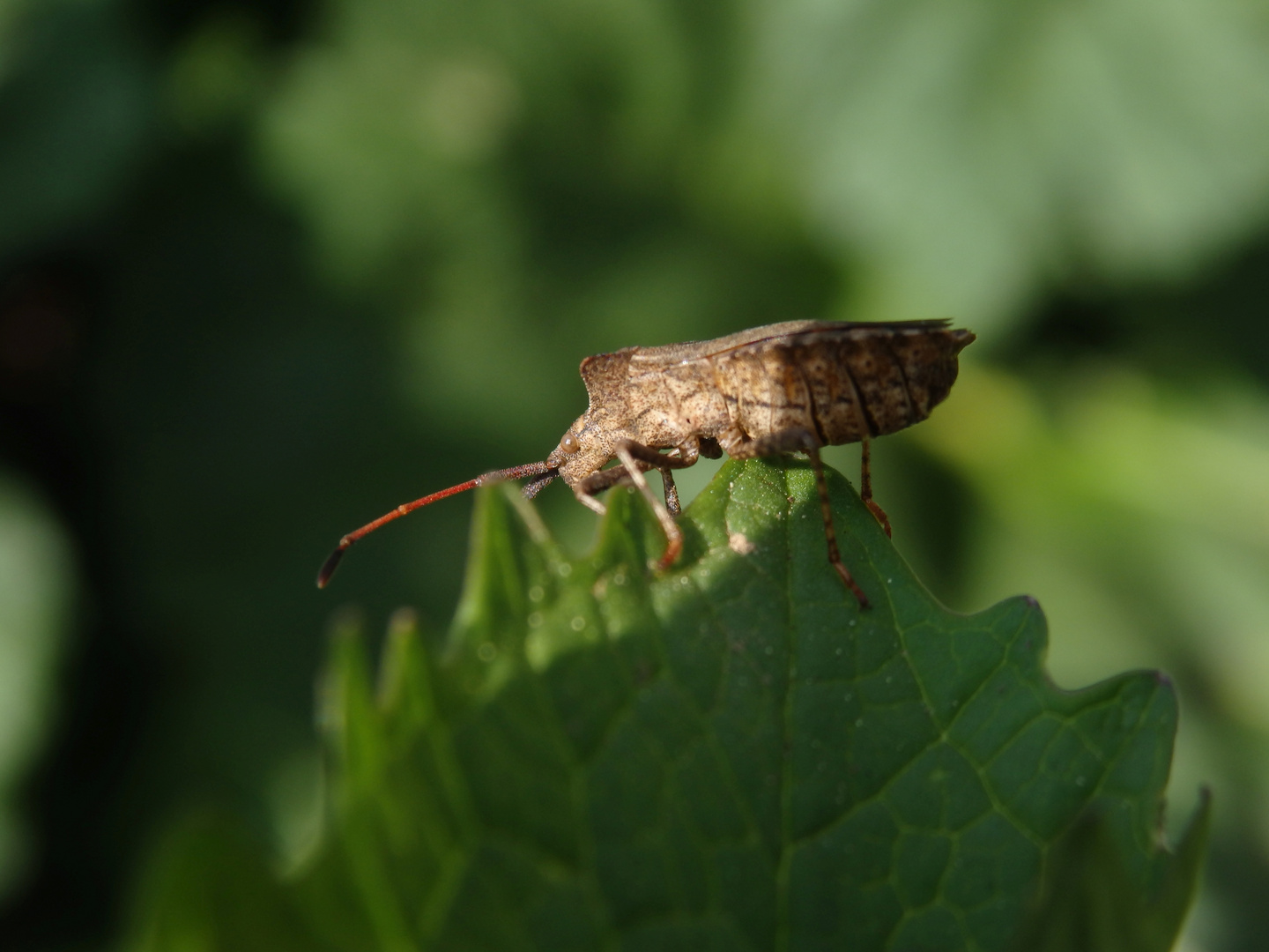 Lederwanze (Coreus marginatus)