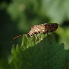 Lederwanze (Coreus marginatus)