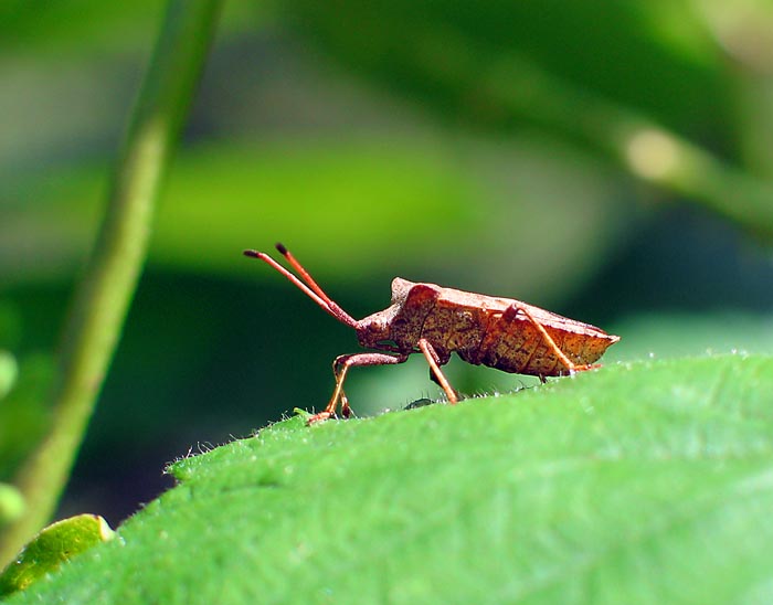 Lederwanze: Coreus marginatus