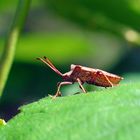 Lederwanze: Coreus marginatus