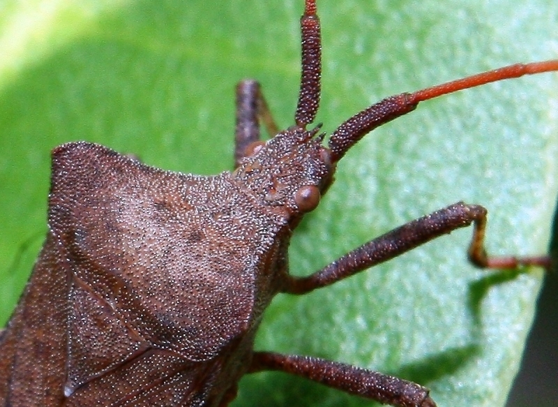 Lederwanze (Coreus marginatus)