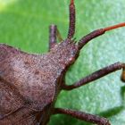 Lederwanze (Coreus marginatus)