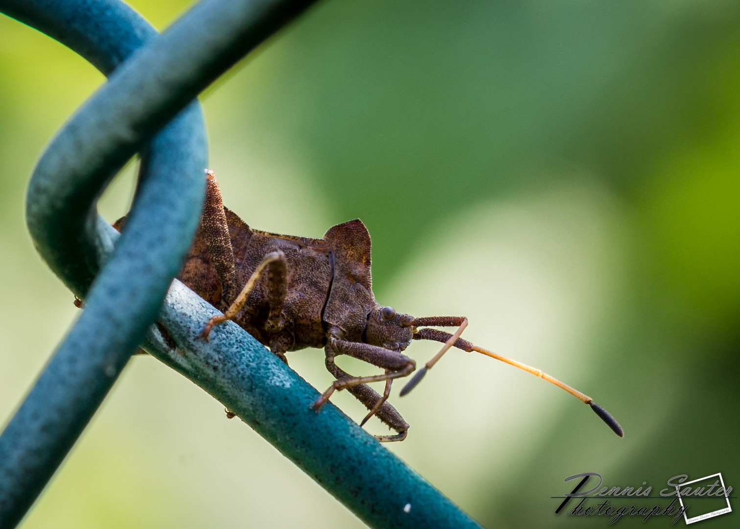 Lederwanze (Coreus marginatus)