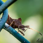 Lederwanze (Coreus marginatus)