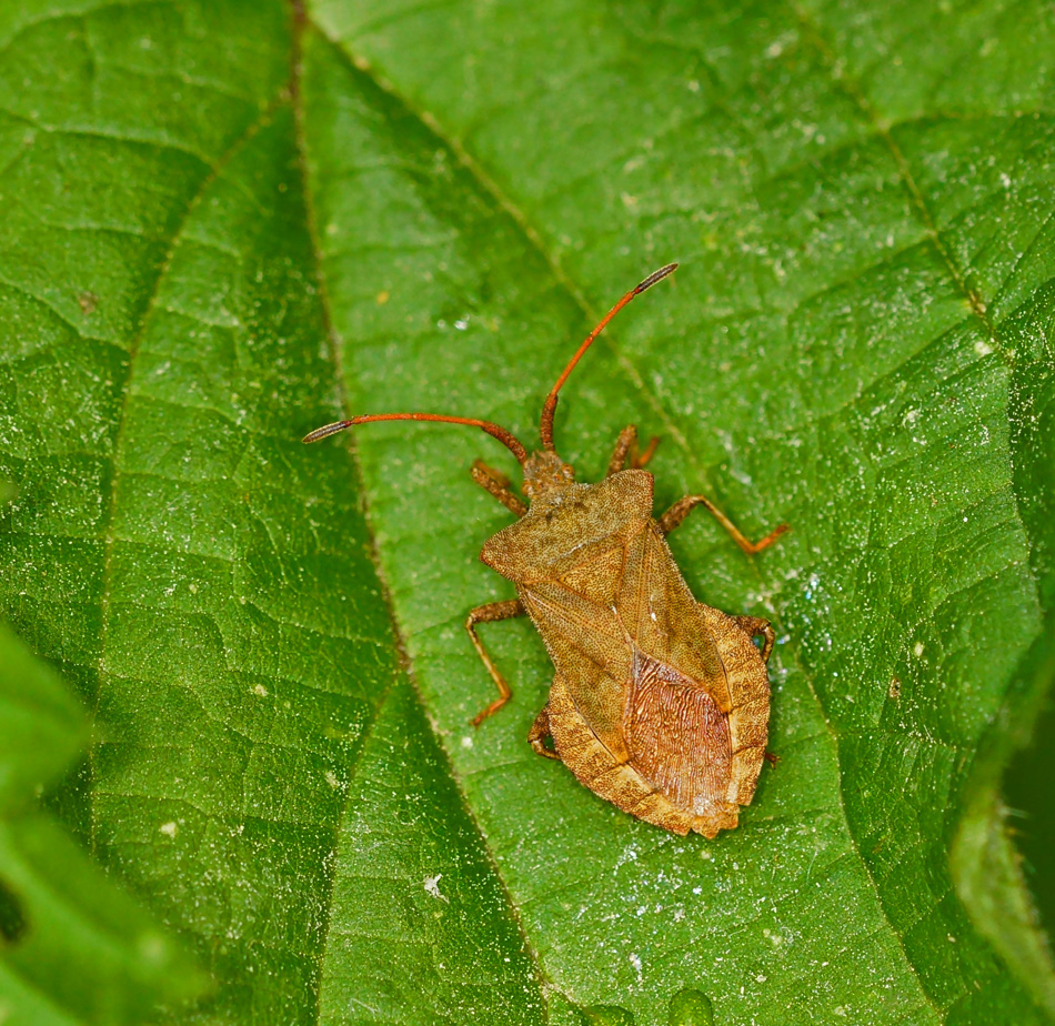 Lederwanze (Coreus marginatus)