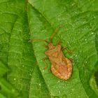 Lederwanze (Coreus marginatus)