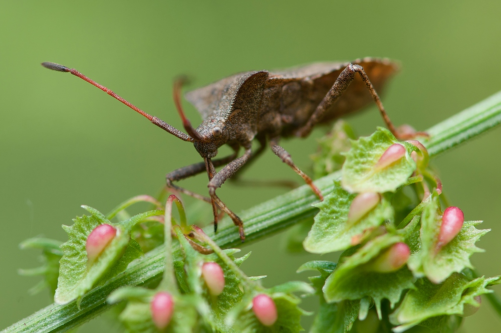 Lederwanze (Coreus marginatus)