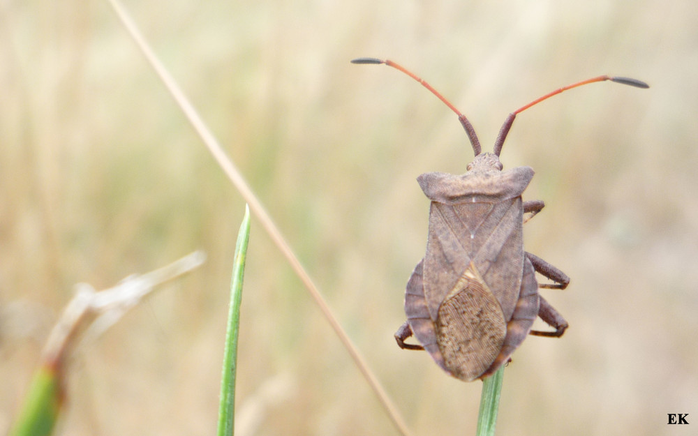 Lederwanze (Coreus marginatus)