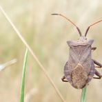 Lederwanze (Coreus marginatus)