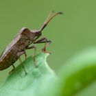 Lederwanze (Coreus marginatus)