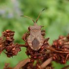 Lederwanze (Coreus marginatus) auf Ampfer - Imago